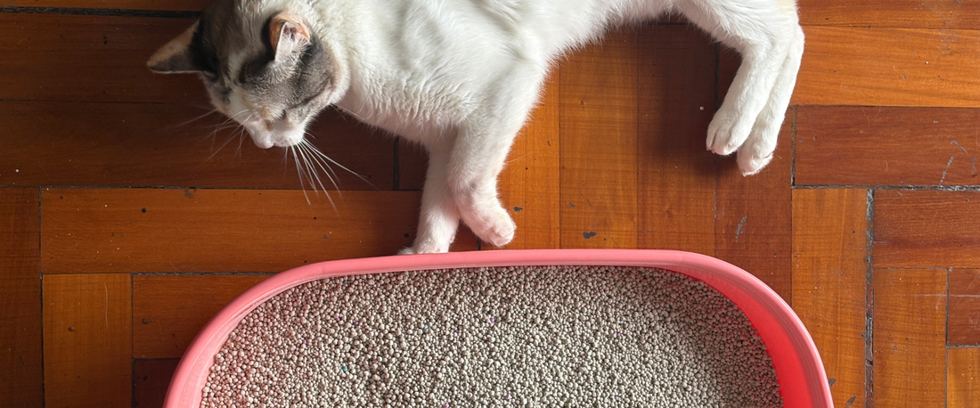 5 señales de que tu arena para gato no está funcionando bien