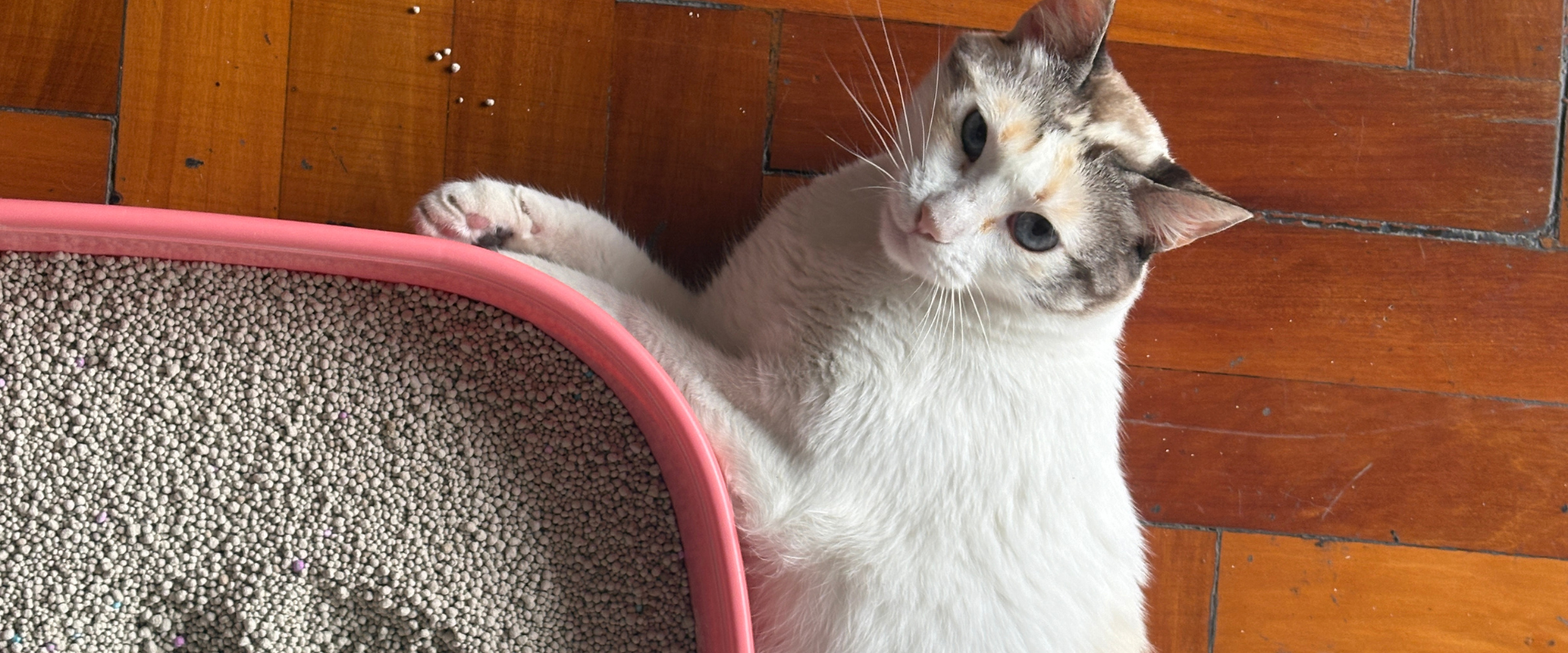 5 Pasos para que tu arena de gato te dure más
