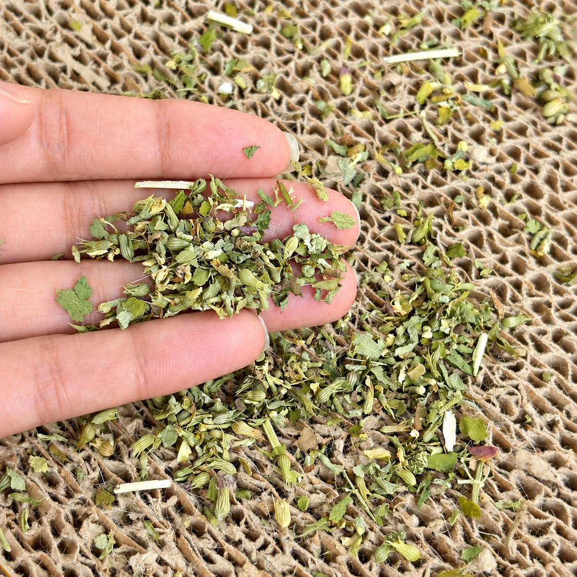 Catnip 30 g Hierba Gatuna